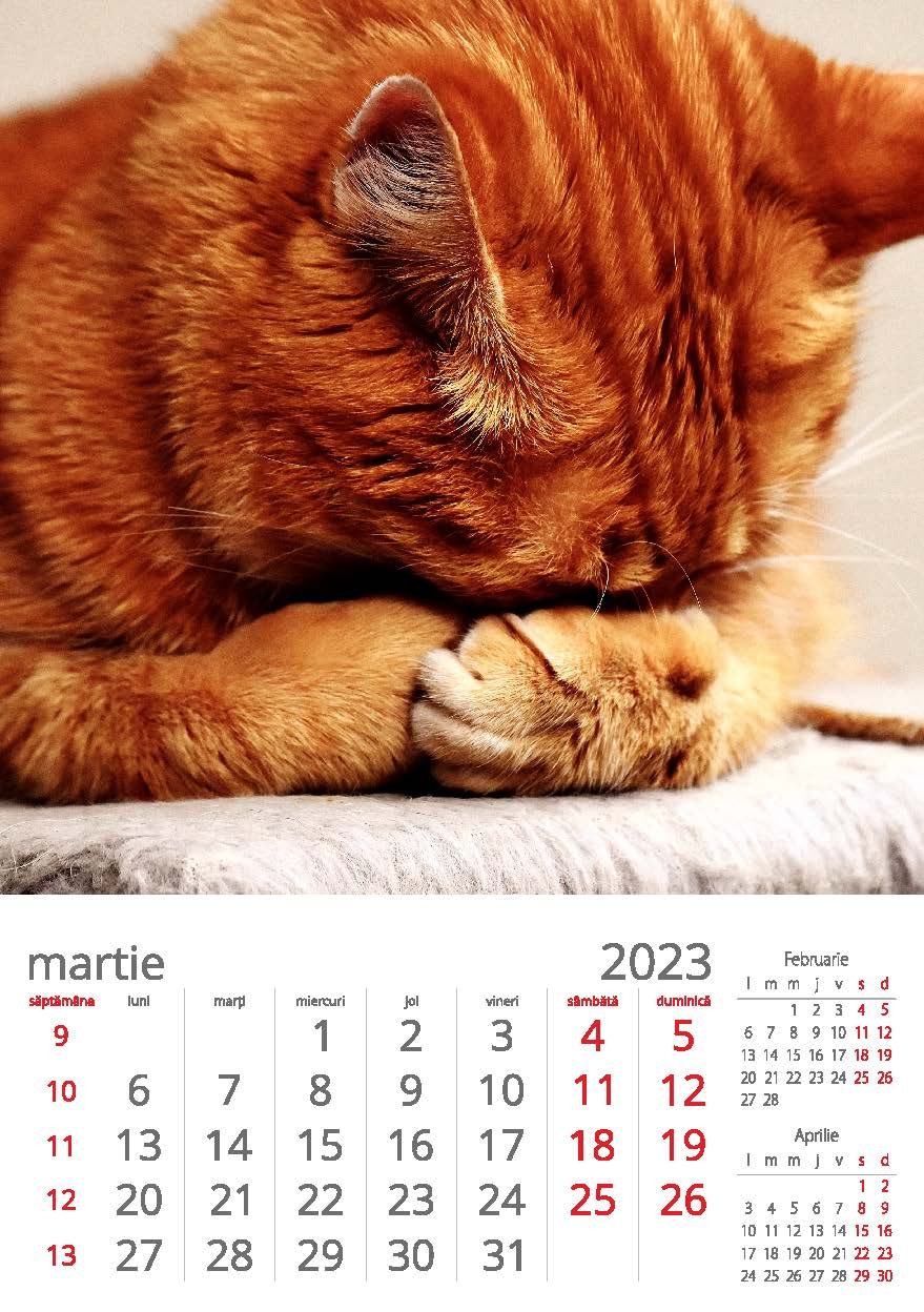 34  Calendar Perete Pisici 2023 11 