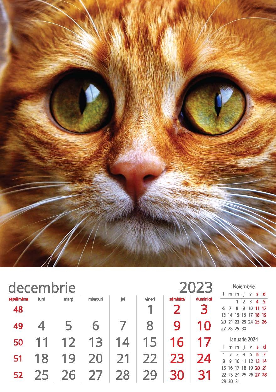 34  Calendar Perete Pisici 2023 6 