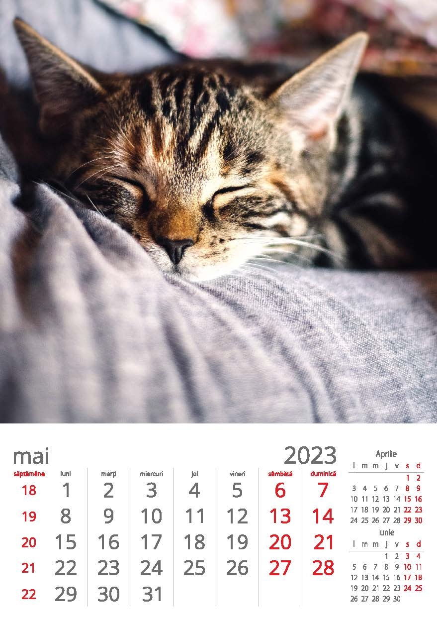 34  Calendar Perete Pisici 2023 8 