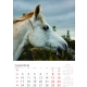 Calendar perete cai 2025