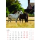 Calendar perete cai 2025