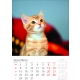 Calendar perete pisici 2025