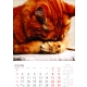 Calendar perete pisici 2025