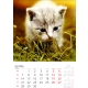 Calendar perete pisici 2025