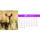 Calendar de birou cu animale salbatice 2025